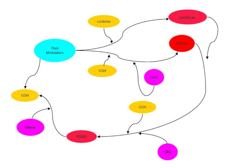 Intracellular ThiolEZ Pathway