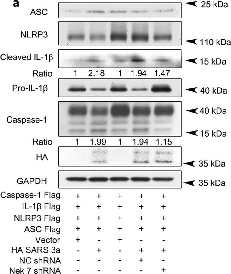 Western Blot of Anti-HA EPITOPE TAG