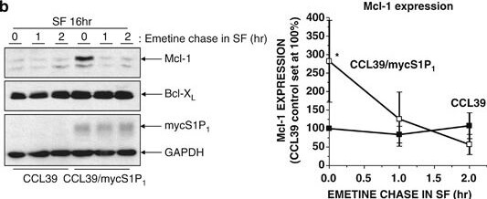 Western Blot of Anti-Mcl-1