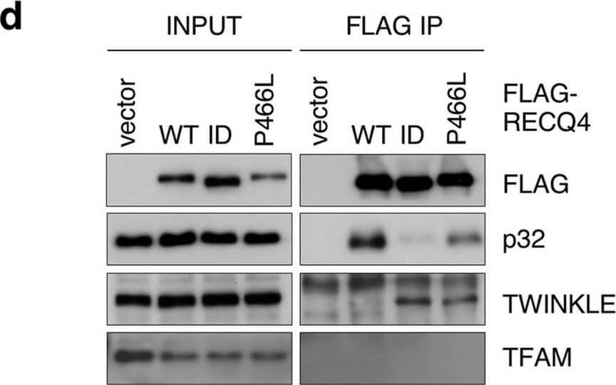 Western Blot of Anti-FLAG