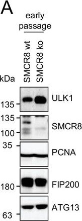 Western Blotting of Anti-ATG13 pS318