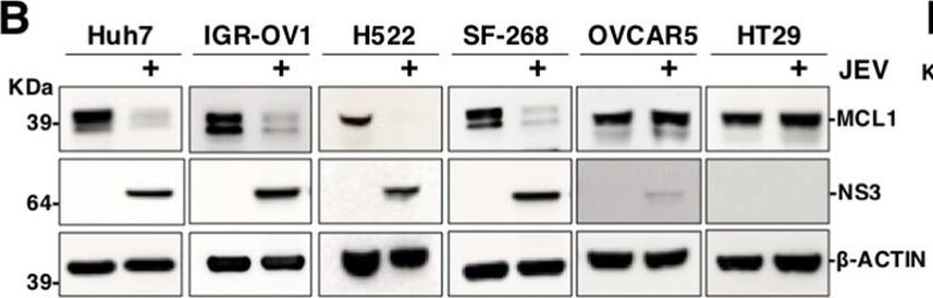 Western Blot of Anti-Mcl-1