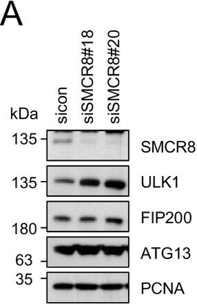 Western Blotting of Anti-ATG13 pS318