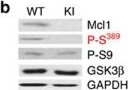 Western Blot of Anti-Mcl-1