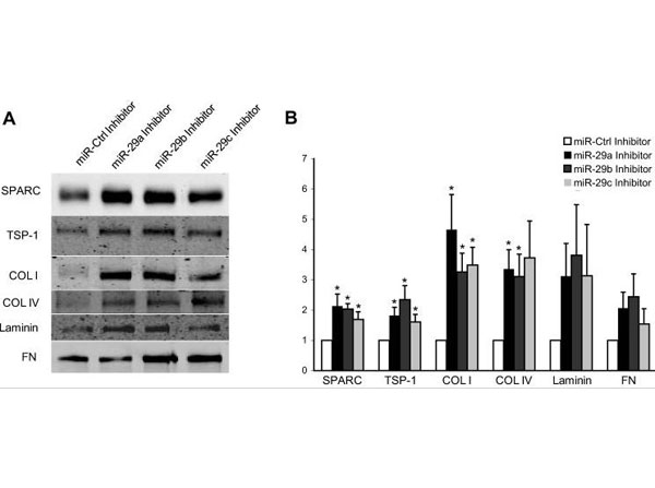 Western Blot using TBST