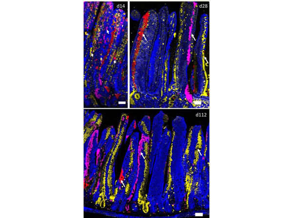 Assay using Fish Gel