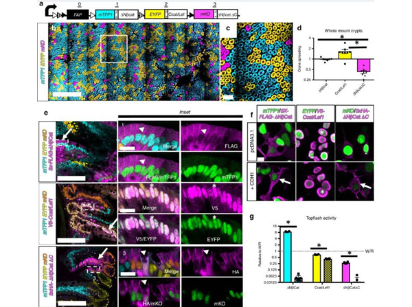 Assay using Fish Gel