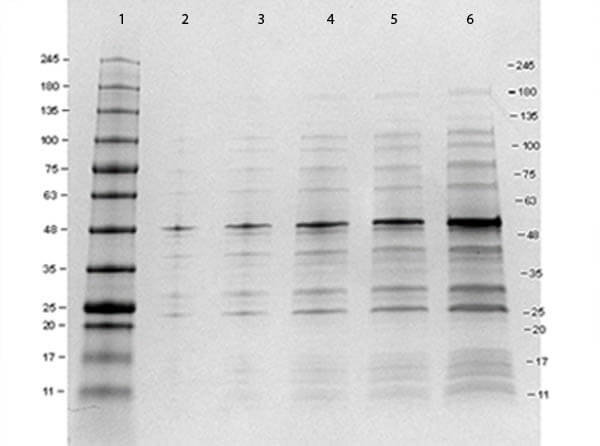 12 Epitope Tag Control Lysate (GST)
