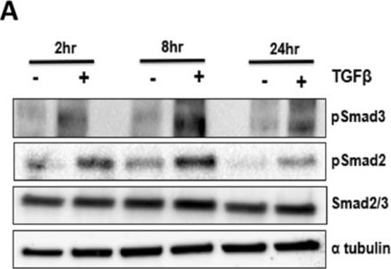 Western Blot of Anti-ALPHA-TUBULIN