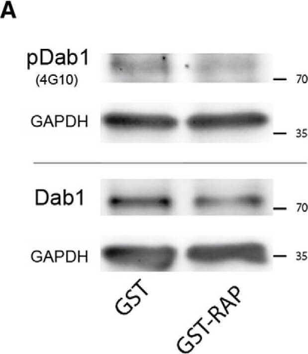 Western Blot of Anti-Dab1 (400-555)