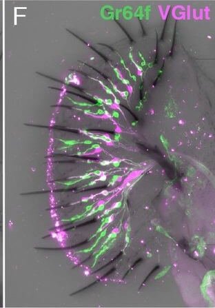 Immunohistochemistry of Anti-RFP