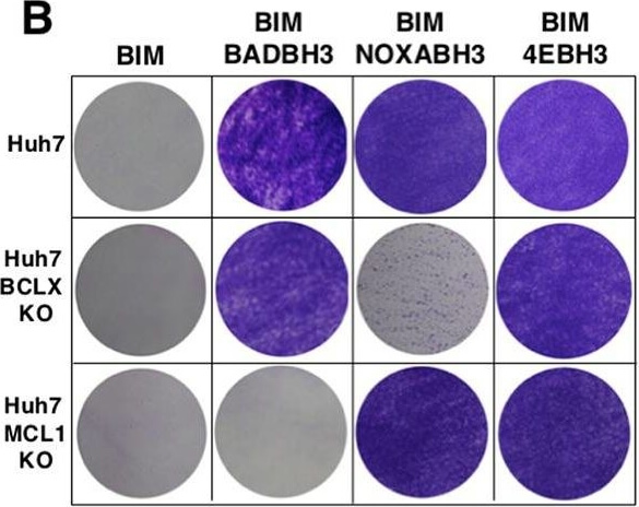 Western Blot of Anti-Mcl-1