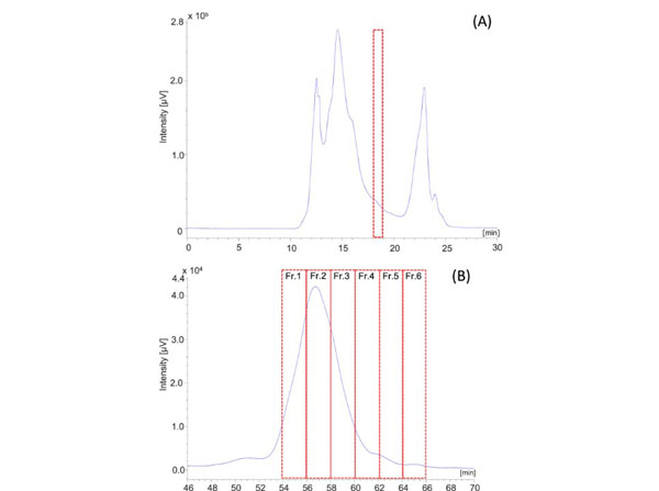 Protein separation using Mouse brain