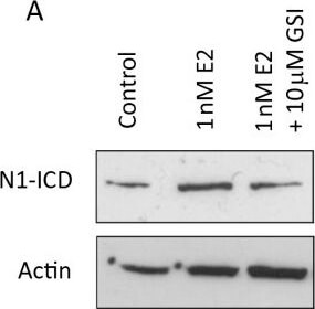 Western Blot of Anti-Notch 1