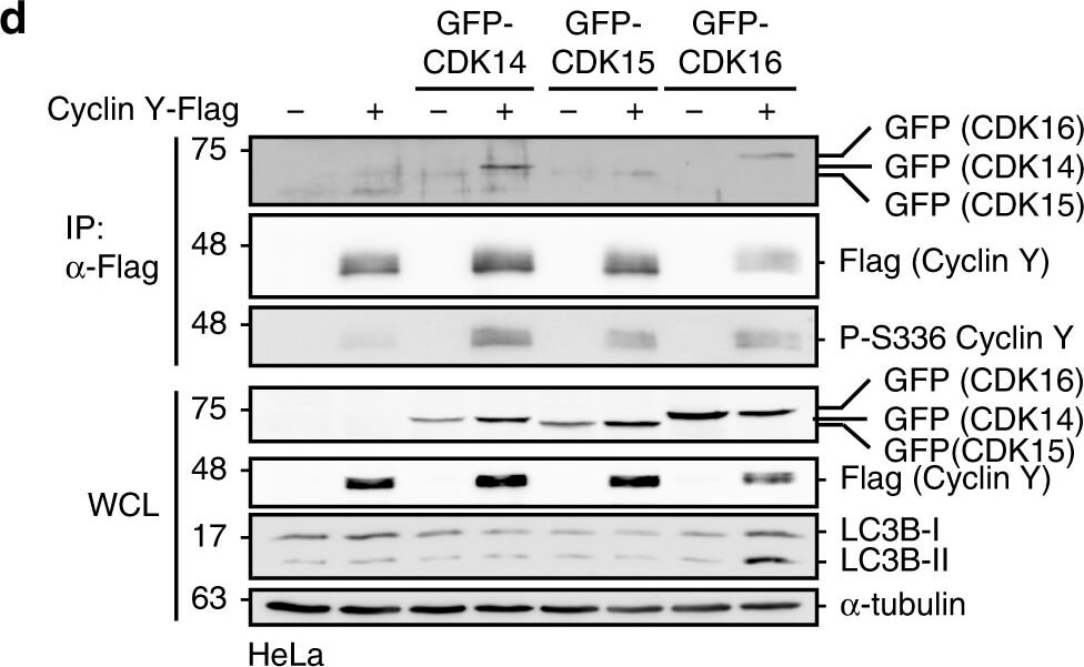 Western Blot of Mouse Anti-GFP