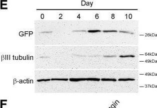 Western Blot of Anti-GFP