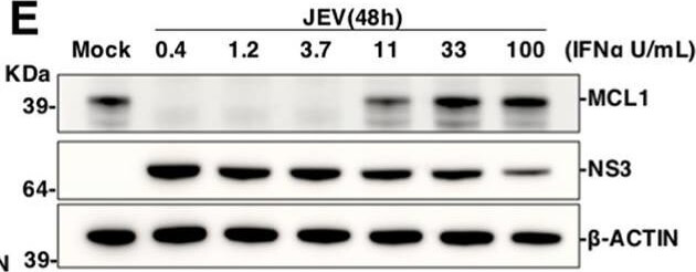 Western Blot of Anti-Mcl-1
