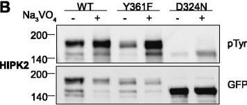 Western Blot of Anti-GFP