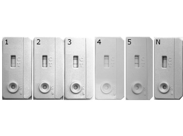 Lateral flow assay using Alk Phos Protein A