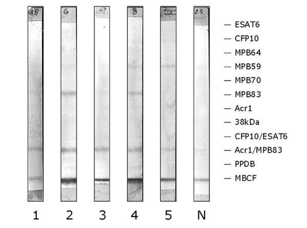 Strip assay using Alk Phos Protein A