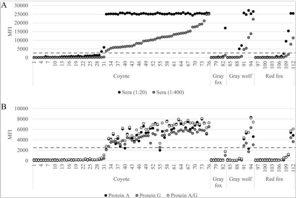 Protein A Biotin Conjugated