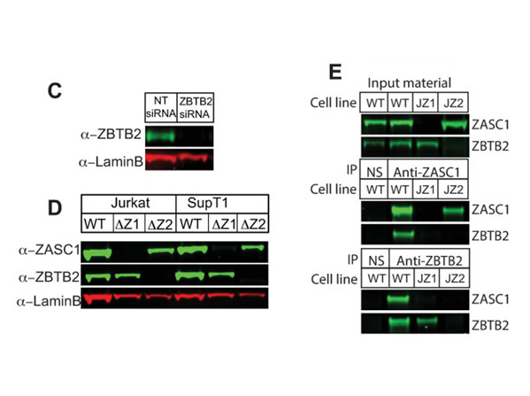 Western Blot using PA DyLight™800