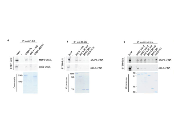 Immunoprecipitation using Protein A