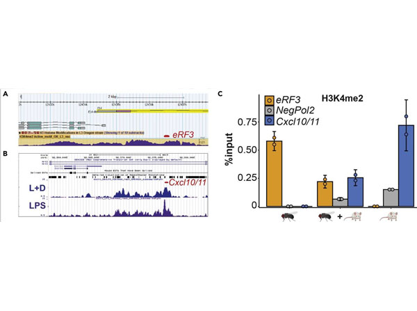 ChIP using Protein A/G