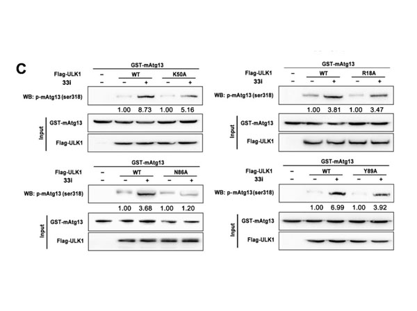 ChIP using Protein A/G