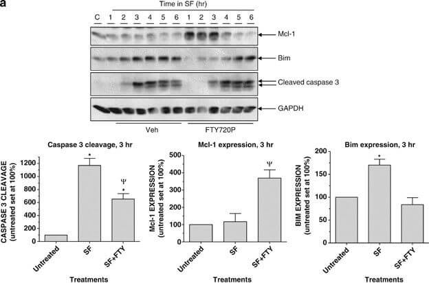 Western Blot of Anti-Mcl-1