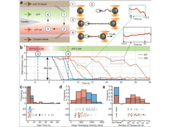 Assay using Biotin Protein G