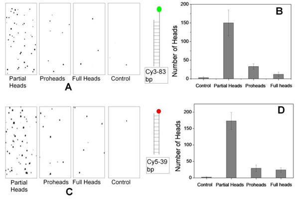 Assay using Biotin Protein G
