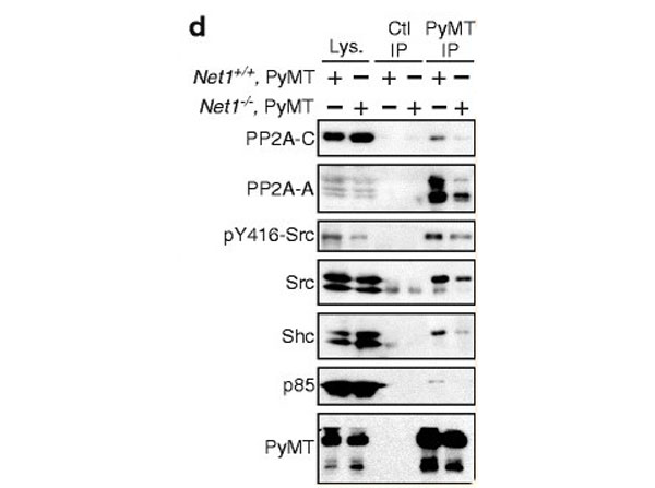 Immunoprecipitation using Protein G
