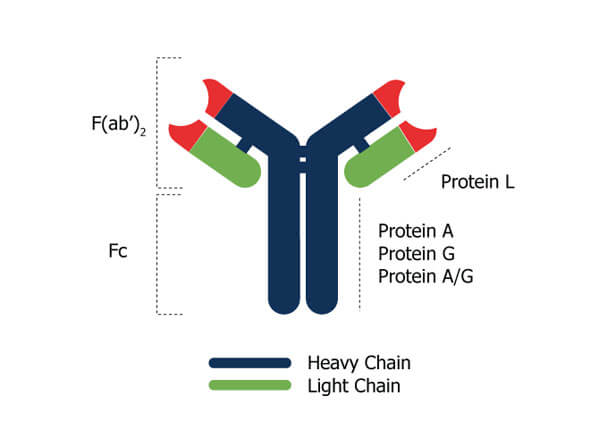 SEPHAROSE™ Protein A/G - Antibody Figure