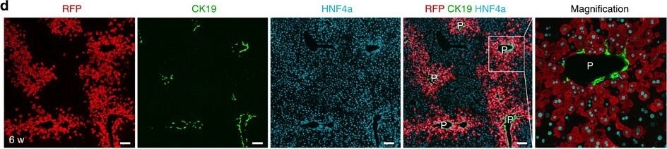 Immunohistochemistry of Anti-RFP