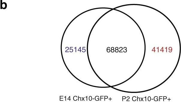 Flow Cytometry of Anti-GFP Antibody