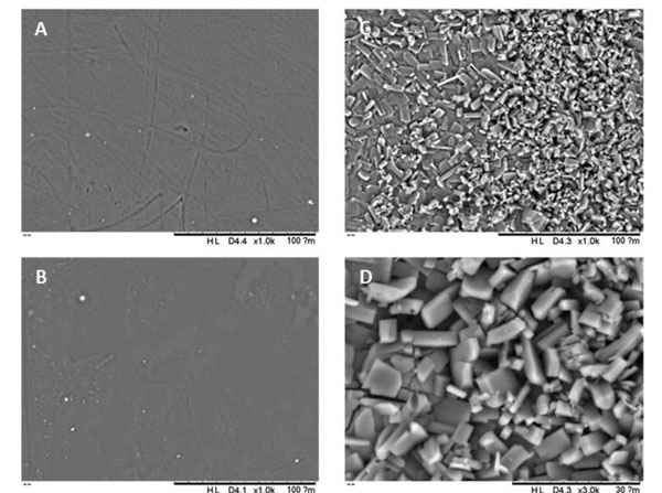 SEM using rabbit blood sodium citrate