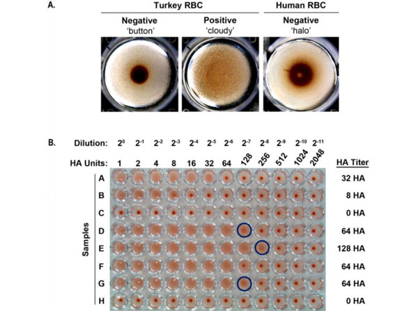 Hemagglutination using Guinea Pig Red Blood Cells