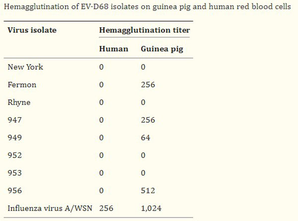 Hemagglutination using Guinea Pig Red Blood Cells