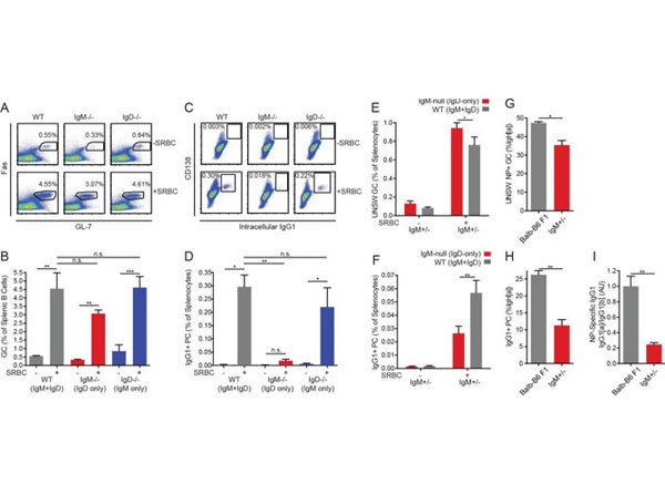 Assay using sheep RBC