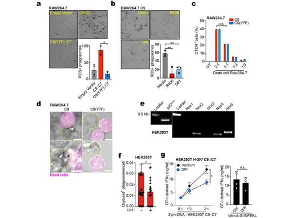 Assay using sheep RBC