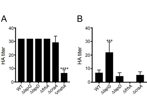 Assay using Human red blood cells