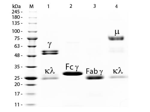 SDS-PAGE of Rat IgG Whole Molecule