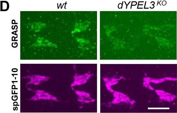 Immunofluorescence of Anti-RFP mx3