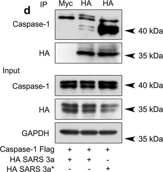 Western Blot of Anti-Myc
