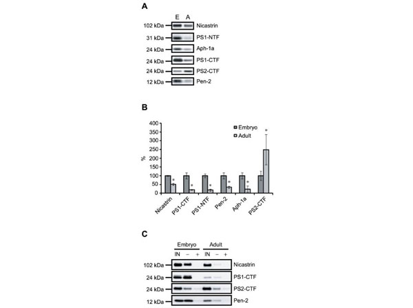 Assays using rat brain