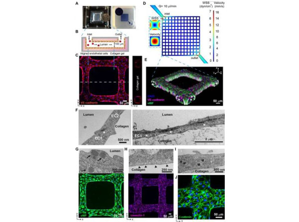 Assays using rat tail for collagen