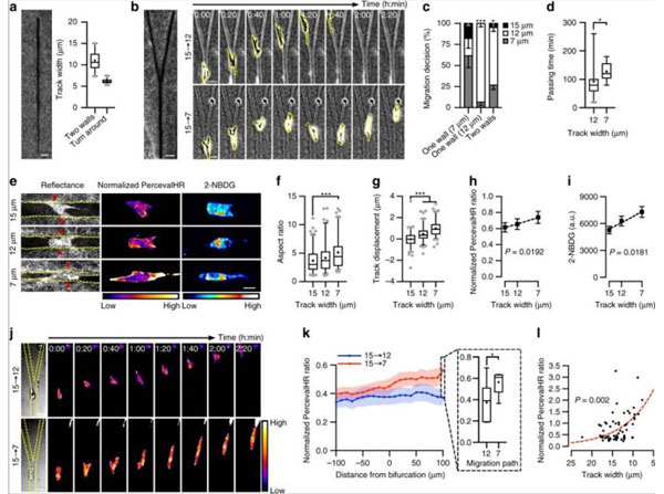 Assays using rat tail for collagen