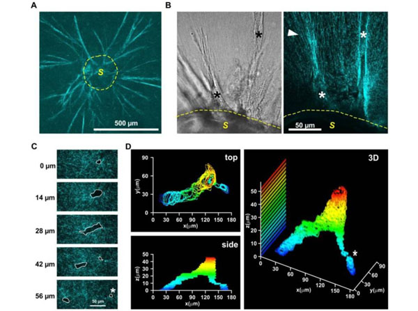 Assays using rat tail for collagen