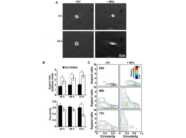 Assays using rat tail for collagen